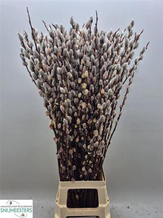 Salix Magical Silver