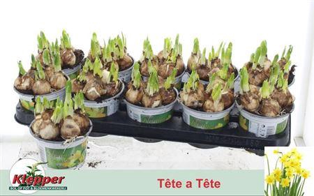 <h4>Narc O Tete A Tete</h4>