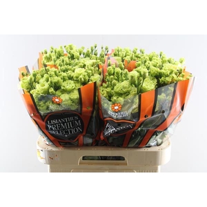 Eust G Rosanne Bright Green