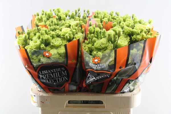 <h4>Eust G Rosanne Bright Green</h4>