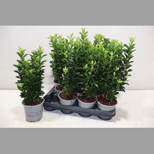 Euonymus Ja Gr Spire