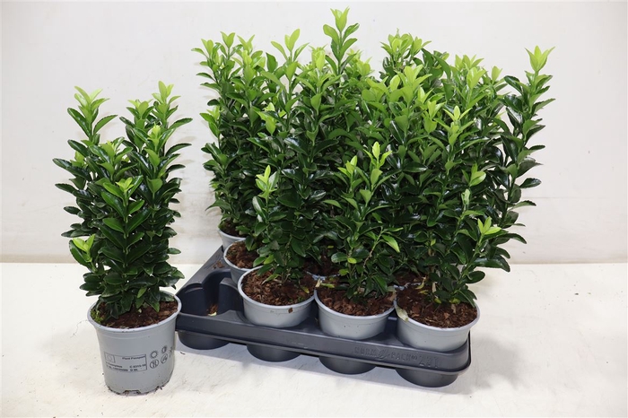 <h4>Euonymus Ja Gr Spire</h4>