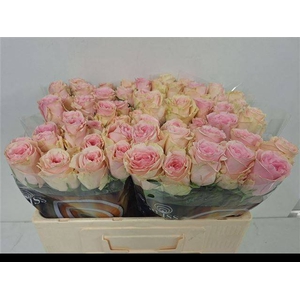 R Gr Duchesse