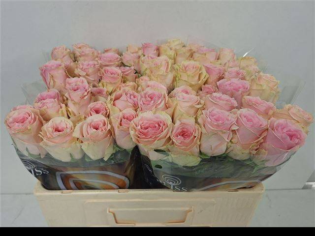 <h4>R Gr Duchesse</h4>
