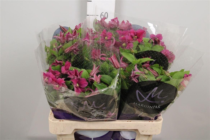 <h4>Clem Amazing Kyiv</h4>