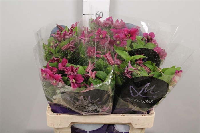 <h4>Clem Amazing Kyiv</h4>