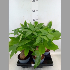 Pachira aquatica