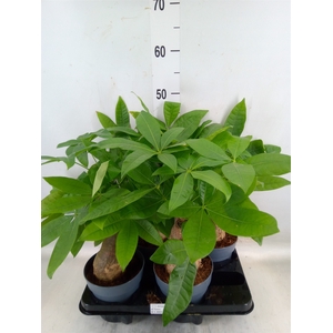 Pachira aquatica