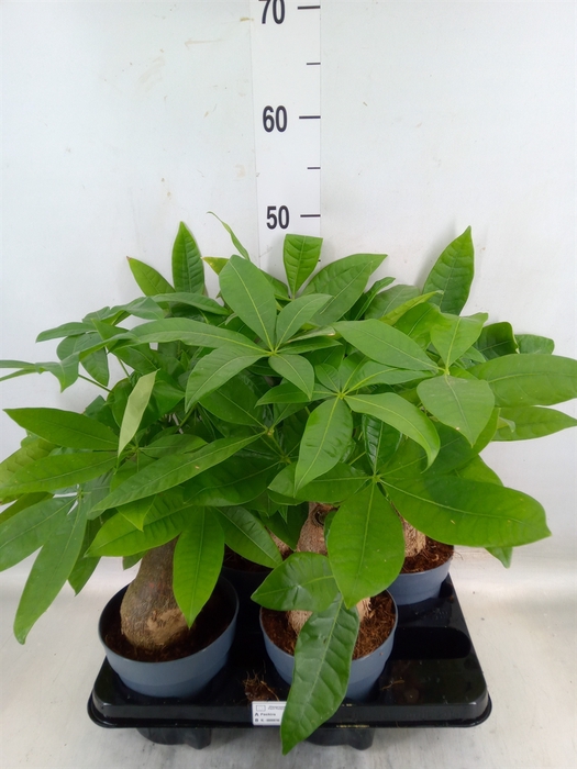 <h4>Pachira aquatica</h4>