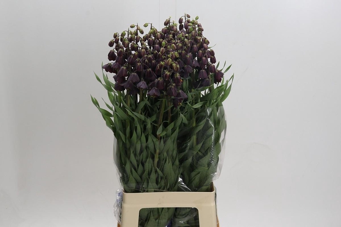 <h4>Fritillaria Persica</h4>