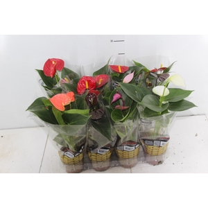 ANTHURIUM VARIADO P09