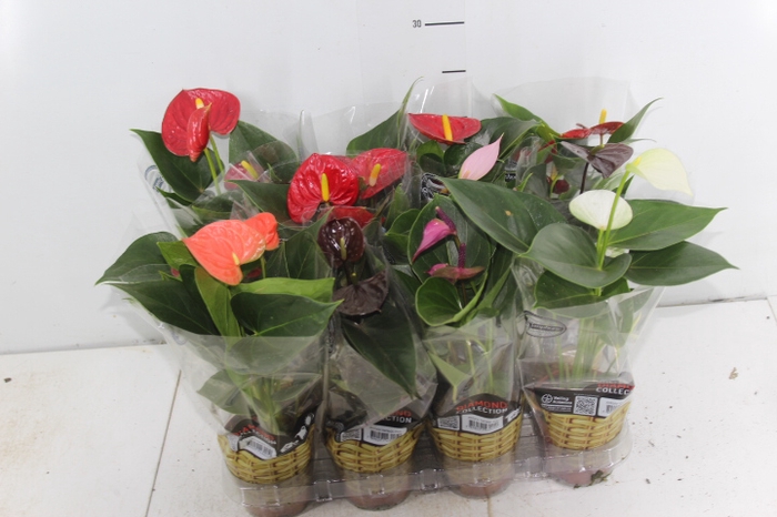 ANTHURIUM VARIADO P09
