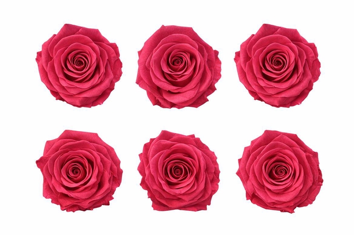 <h4>Ro Pres Classic Cherry Blush</h4>