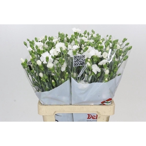 Dianthus Sp Symply Snow