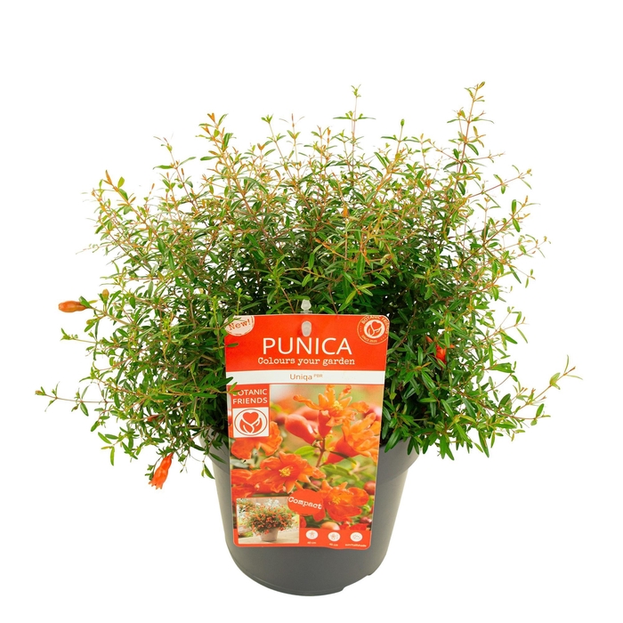<h4>Punica granatum 'Uniqa' (PBR)</h4>