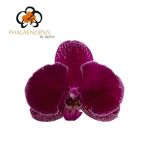 <h4>Phal Lie de Vin 25 Flowers</h4>