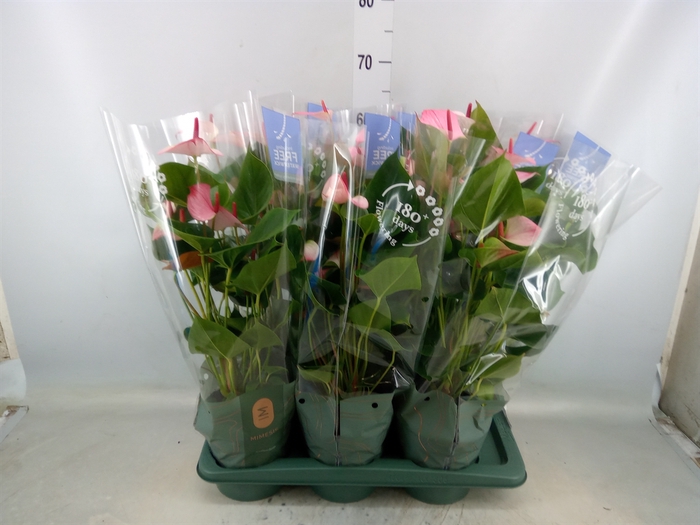 <h4>Anthurium  'Karma Hot Lips'</h4>