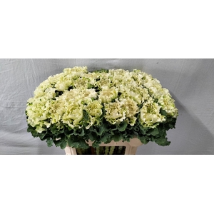 BRASS CRANE RU WHITE