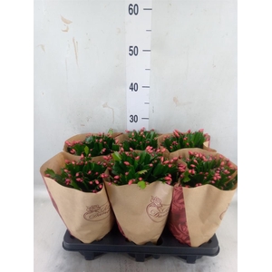 Schlumbergera ...