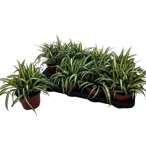 CHLOR COM VARIEGATUM