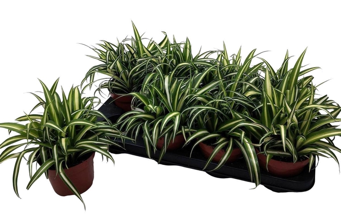 <h4>CHLOR COM VARIEGATUM</h4>