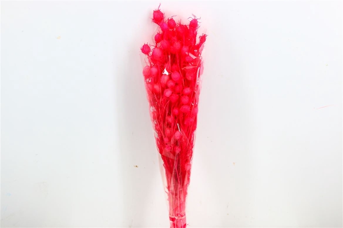 <h4>Pres Yball Grass Fuchsia Bunch</h4>