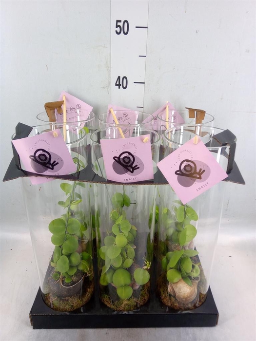 <h4>Arr.  Dischidia</h4>