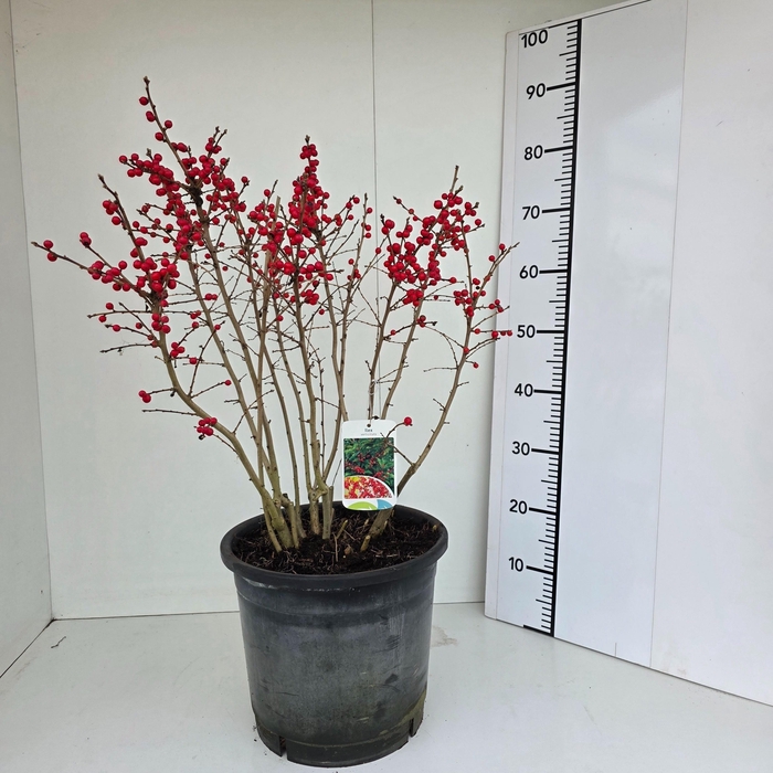 <h4>ILEX VERTICILLATA</h4>