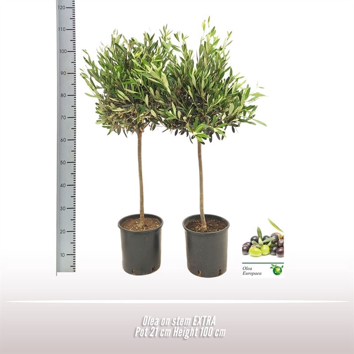 <h4>Olea op stam</h4>