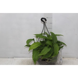 MONSTERA ADANSONII C21 PENDENTE