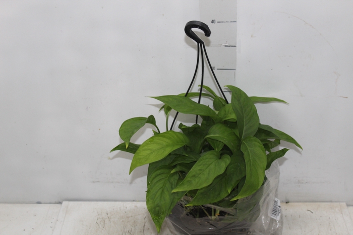 MONSTERA ADANSONII C21 PENDENTE