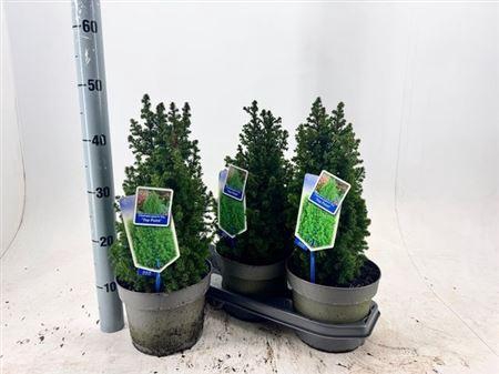 <h4>Cham Th Top Point</h4>