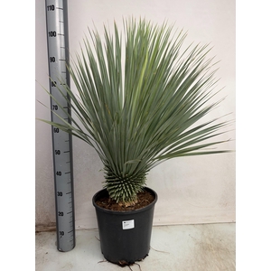 YUC ROSTRATA