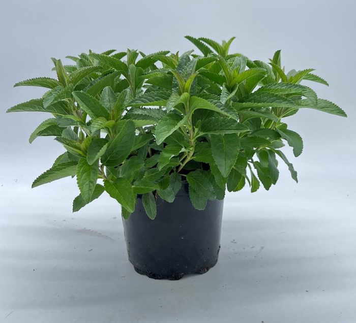 <h4>VERONICA SPICATA p15</h4>