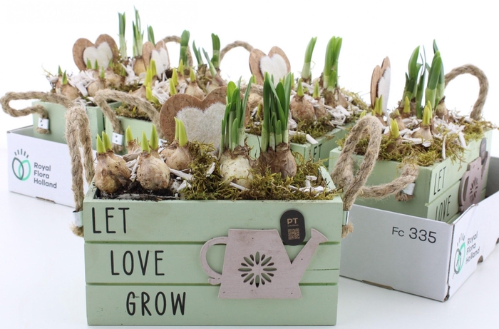 <h4>ARR BOL KNOLGEWAS</h4>