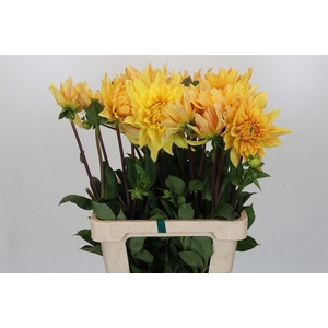 Dahlia Gelber Vulcan