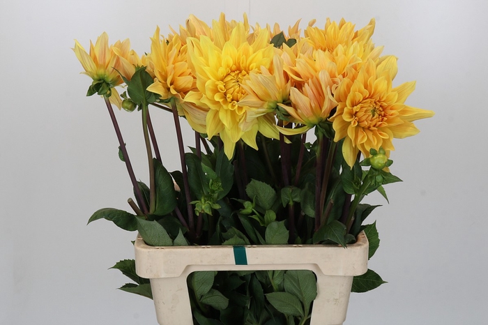 Dahlia Gelber Vulcan