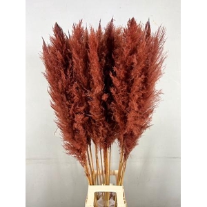 DF Pampas 130cm Brown