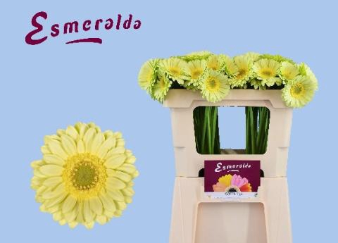 <h4>GE MI GREEN TEA</h4>