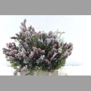 Kaaps Paranomus Dispersus