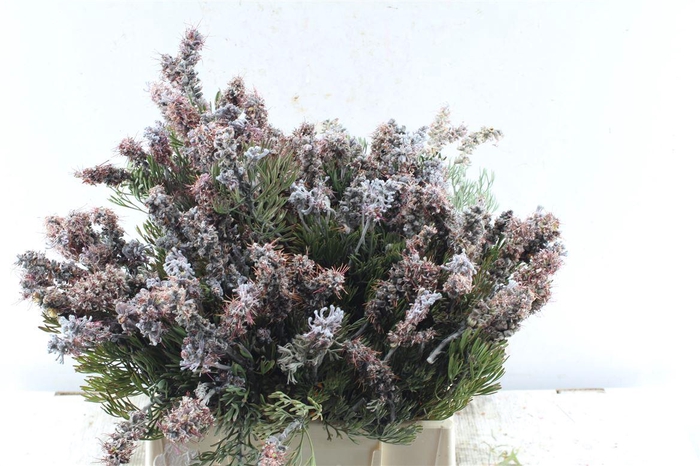 <h4>Kaaps Paranomus Dispersus</h4>