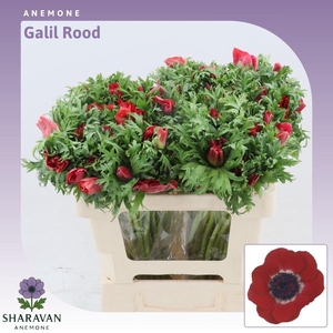 Anemone Galil Rood