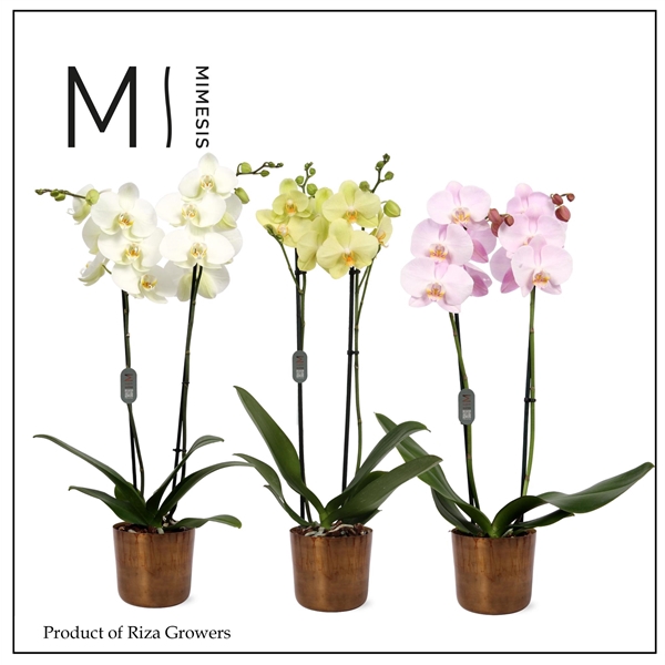 <h4>Mimesis Phal. Mix - 2 spike 12cm in Jess Old Camel Ceramic</h4>