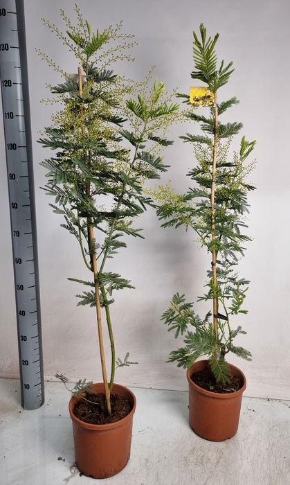 <h4>MIMOSA PUDICA</h4>