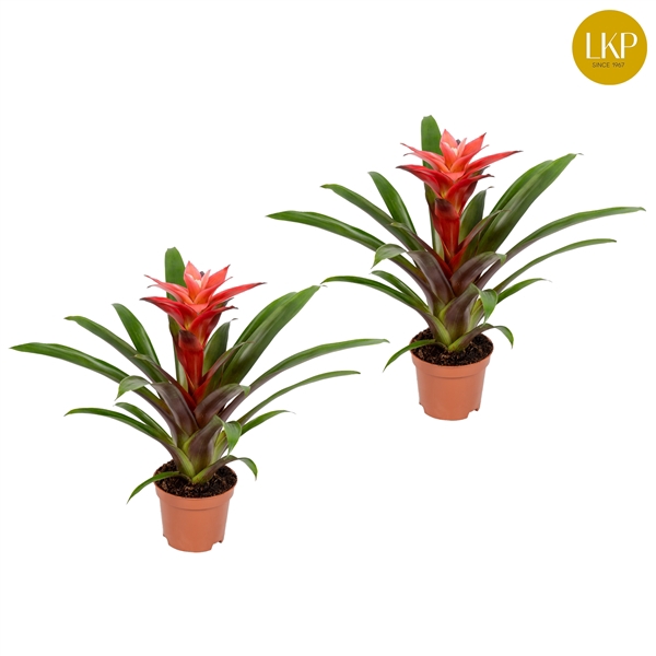 <h4>Guzmania Libby Roze (Met Hoes)</h4>