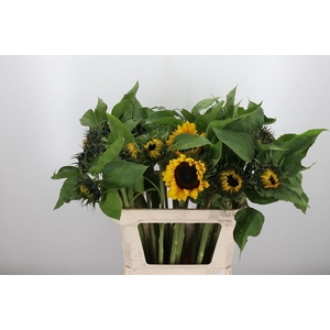 Helianthus Sunrich Orang