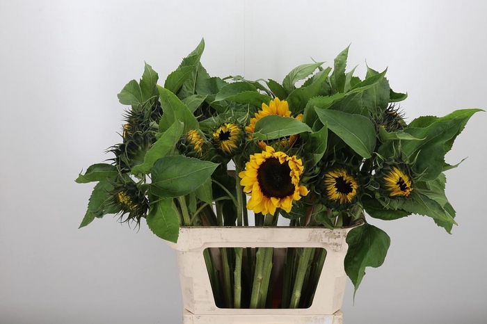 <h4>Helianthus Sunrich Orang</h4>