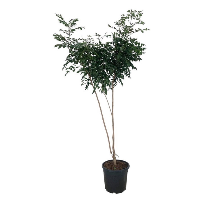 <h4>Koelreuteria paniculata</h4>