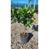 Citrus limetta 'Pursha'