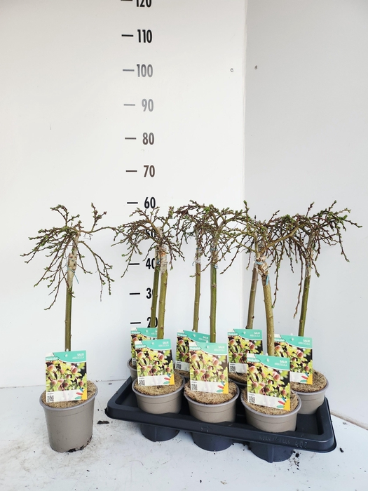 <h4>SALIX ARBUSCULA</h4>